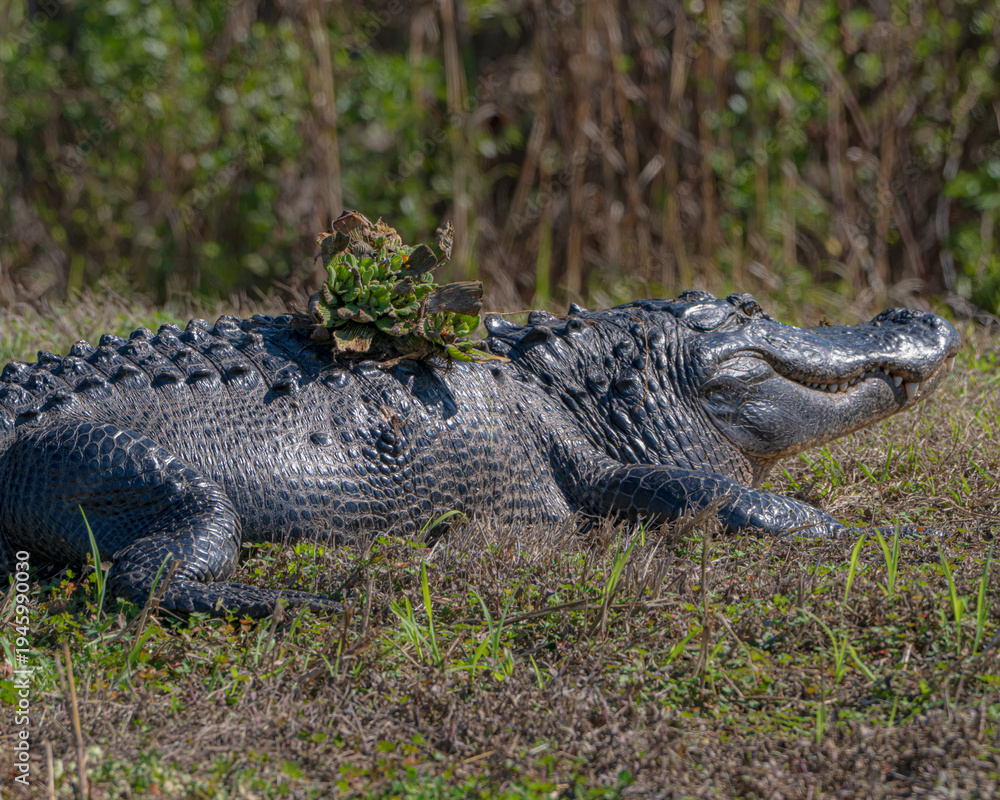 Obraz premium American Alligator in Lake Apopka, Florida