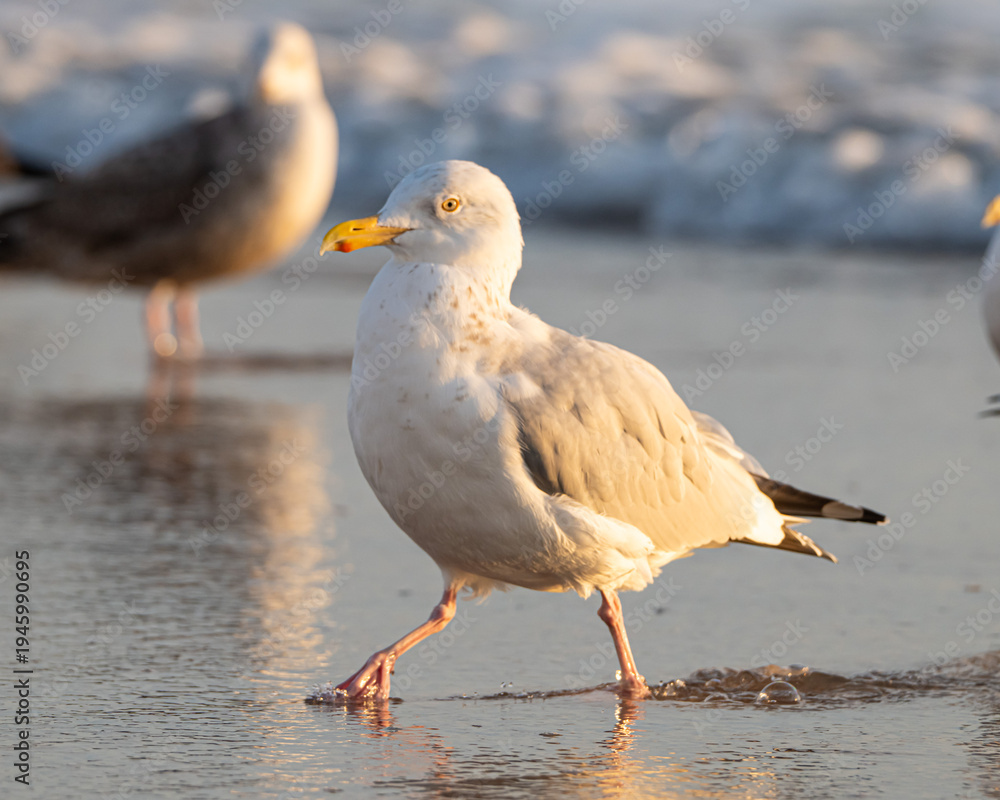 Obraz premium Seagull on a Florida Beach