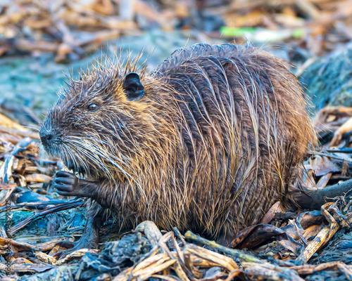 Foto Invasive Nutria Rodent in a Florida Marsh