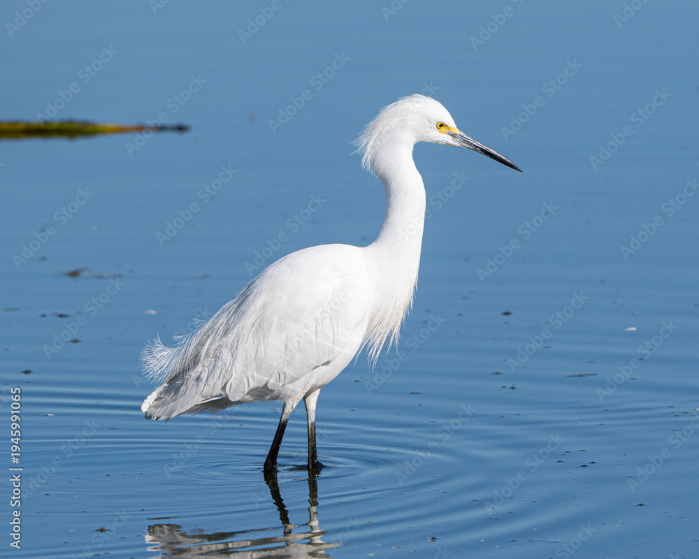 Obraz premium Snowy Egret in a Florida Marsh