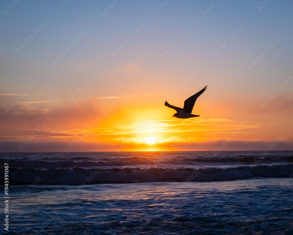 Fototapeta premium Seagulls on a Florida beach at sunrise