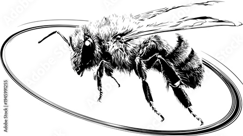 A detailed black and white illustration of a bee within an oval, capturing its anatomy