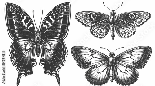 Intricate black and white illustration of three butterflies, depicting detailed wing patterns