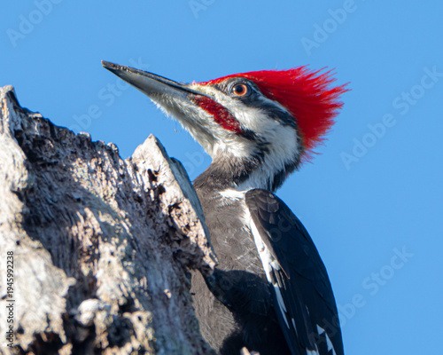 Close up of a  Male Pileated Woodpecker