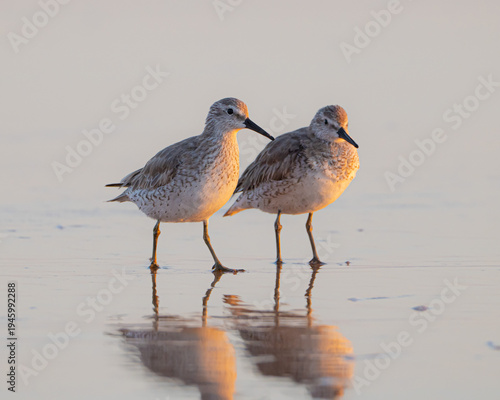 Red Knot Shorebirds on Florida Beach
