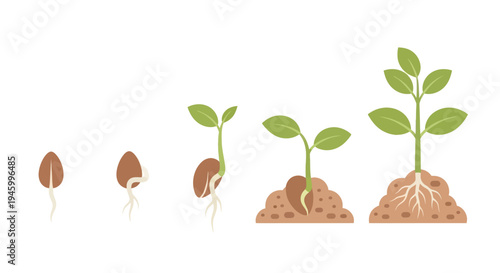 Plant Growth Stages: Seed to Sprout to Young Plant with Roots
