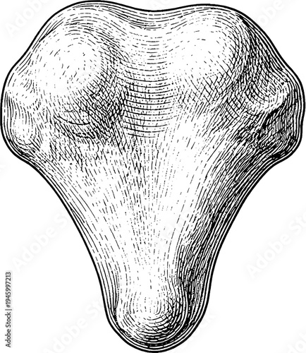 Victorian anatomical patella kneecap bone engraving vintage medical illustration
