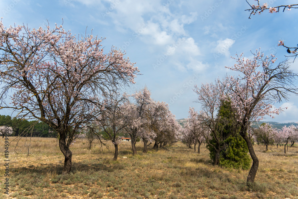 Fototapeta premium Spring blossom background. Beautiful nature scene with blooming almond tree on sunny day. Winter flowers. Beautiful orchard in Teruel Aragon Spain