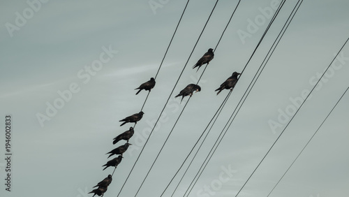 Minimalist silhouette of a flock of crows perched on electrical wires against a moody overcast sky