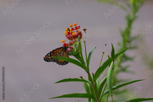 Monarch butterfly feeding on bright tropical milkweed flowers with a smooth blurred background at Ecoparque Buenos Aires.