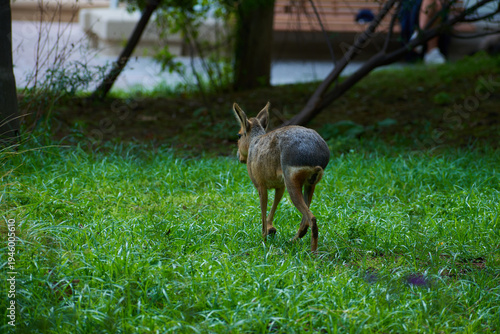 A Patagonian Mara walking away through a green grassy field in Ecoparque Buenos Aires, Argentina