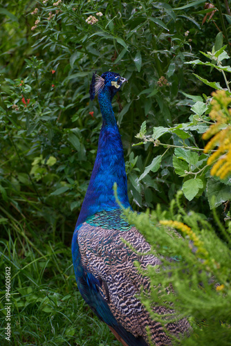 Close-up profile of a vibrant male peacock surrounded by lush green foliage at Ecoparque Buenos Aires