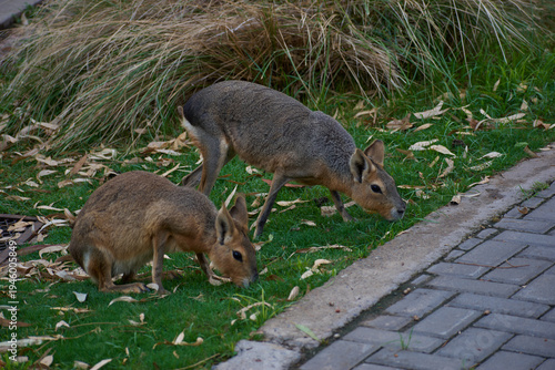 Two Patagonian Maras grazing on green grass at Ecoparque Buenos Aires, Argentina.