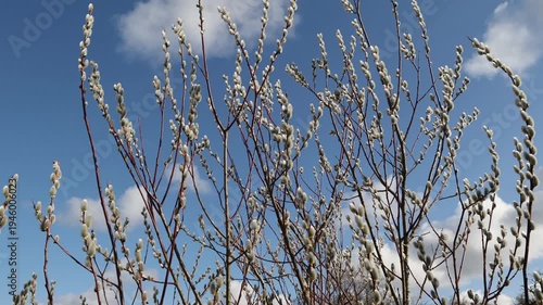 Willow catkins in spring time