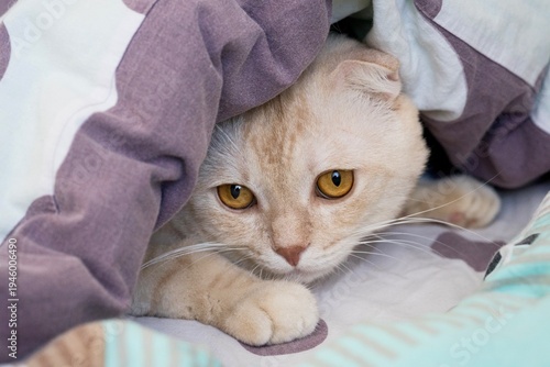Adorable ginger Scottish fold domestic cat hiding under a blanket and looking at camera. Cozy home scene, pet portrait with warm tones.