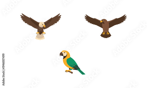 Three distinct birds in flight and perched positions with varied appearances