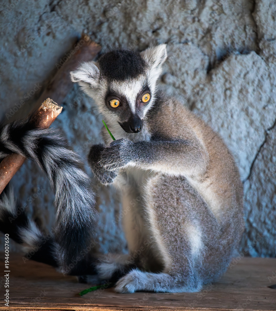 Fototapeta premium The ring-tailed lemur is a medium to larger-sized strepsirrhine primate and the most internationally recognized lemur species, owing to its long, black-and-white, ringed tail 