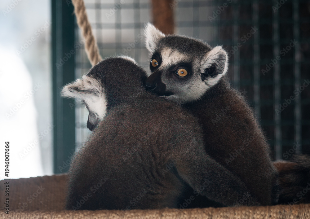 Fototapeta premium The ring-tailed lemur is a medium to larger-sized strepsirrhine primate and the most internationally recognized lemur species, owing to its long, black-and-white, ringed tail