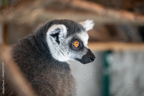Foto The ring-tailed lemur is a medium to larger-sized strepsirrhine primate and the