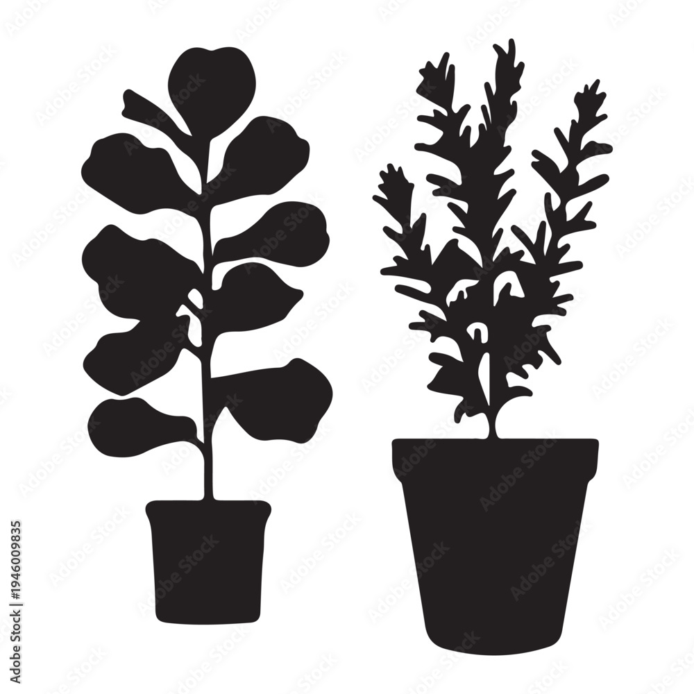 Fototapeta premium Silhouettes of potted fiddle leaf fig tree and indoor shrub plant