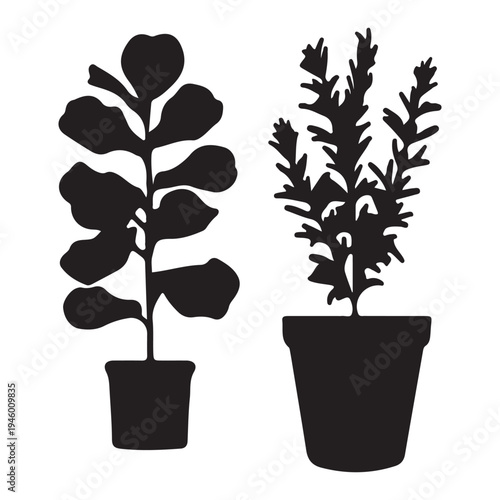 Silhouettes of potted fiddle leaf fig tree and indoor shrub plant