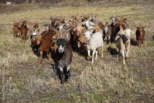 herd of colorful goats Le Rove in france