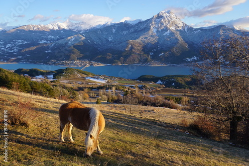 closeup of a lone horse in the mountains of the southern alps by serre ponçon lake at dusk, france