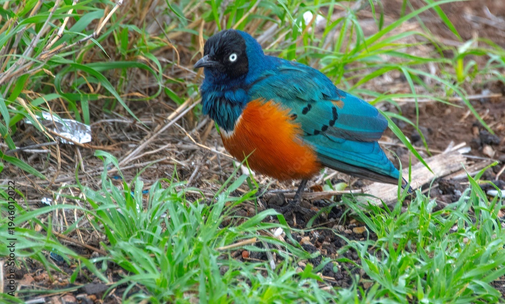 Obraz premium Superb starling in the bushes of Africa in close up at Amboseli National park in Kenya