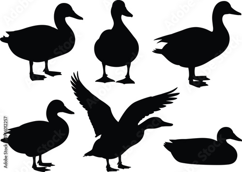 Duck silhouette set collection, multiple poses including standing, swimming and flying isolated on white background, wildlife vector illustration