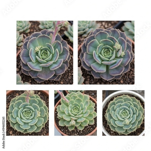 Succulent Plant Illustration of Grid of Five Echeveria Varieties in Pots with Rosette Leaves and Emerging Flower Stalks