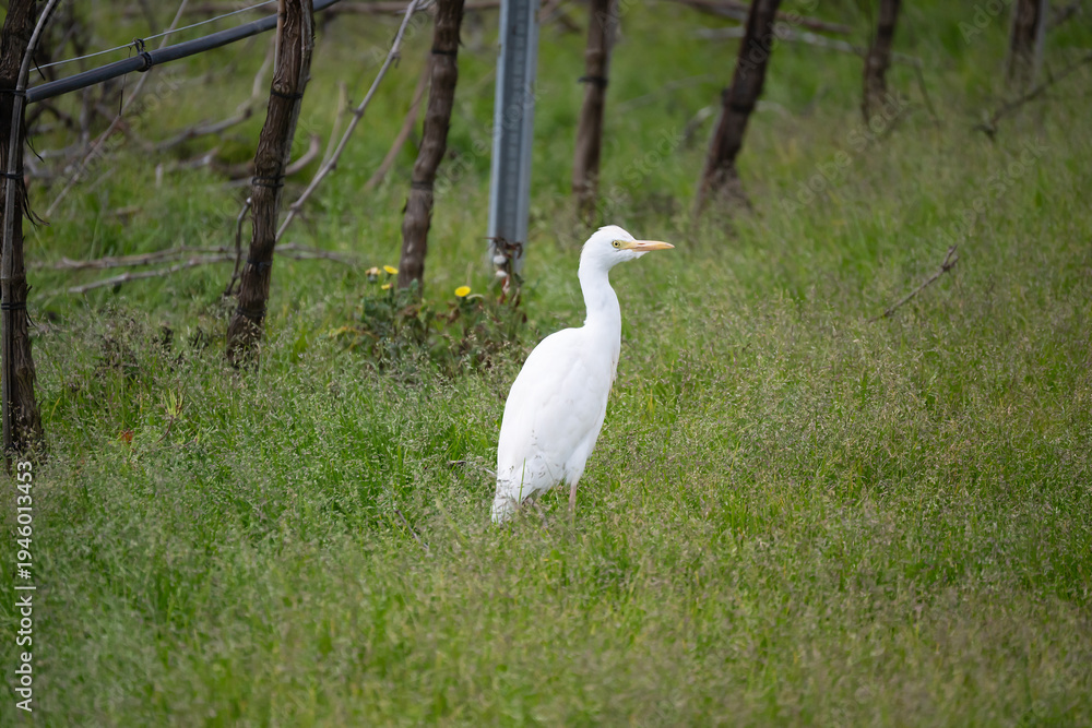 Fototapeta premium Cattle egret, a countryside bird belonging to the Ardeidae family