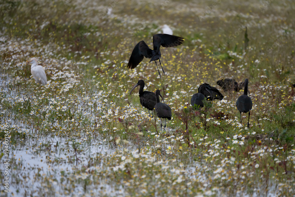 Fototapeta premium Black ibis, Plegadis falcinellus, is a bird with a long, curved beak that generally lives in humid areas