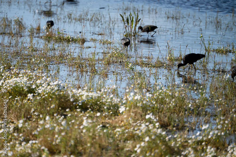 Obraz premium Black ibis, Plegadis falcinellus, is a bird with a long, curved beak that generally lives in humid areas
