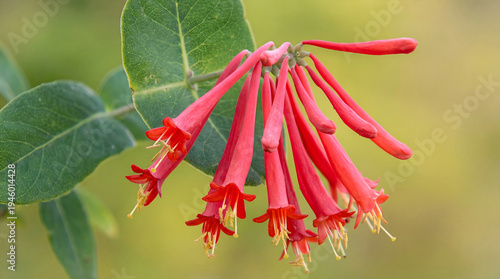 Fotografie Vibrant Red Trumpet Honeysuckle Flowers Blooming in Spring