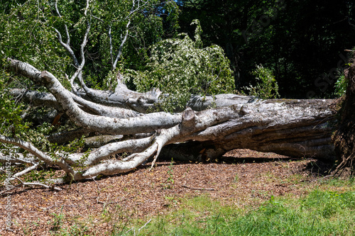 arbres tombé pendant,nt la tempête