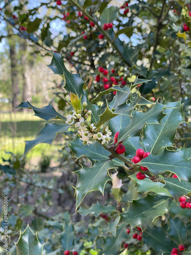European holly plant with glossy spiny leaves, white flowers, red berries growing in garden under natural sunlight. Botanical education, plant identification, seasonal nature content, evergreen garden