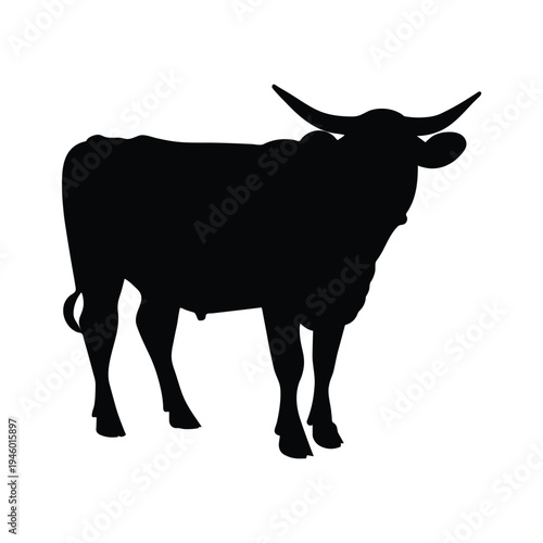 black cow isolated on white.