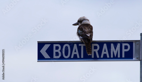 Kookaburra perched on Boat Ramp road sign in Tasmania, Australia