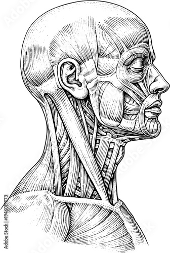 Victorian anatomical neck muscles engraving vintage medical illustration
