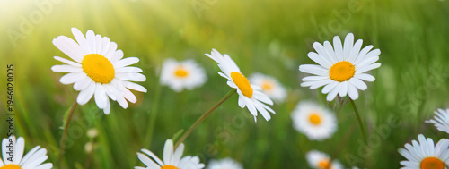 Close up of white daisies in the summer garden.