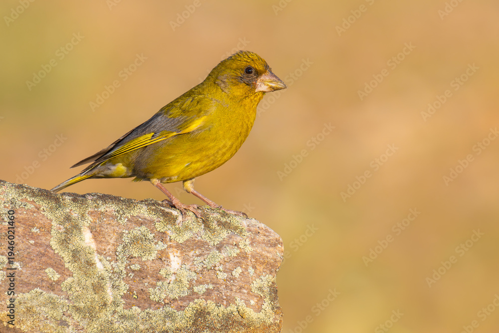 Fototapeta premium European Greenfinch on a rock