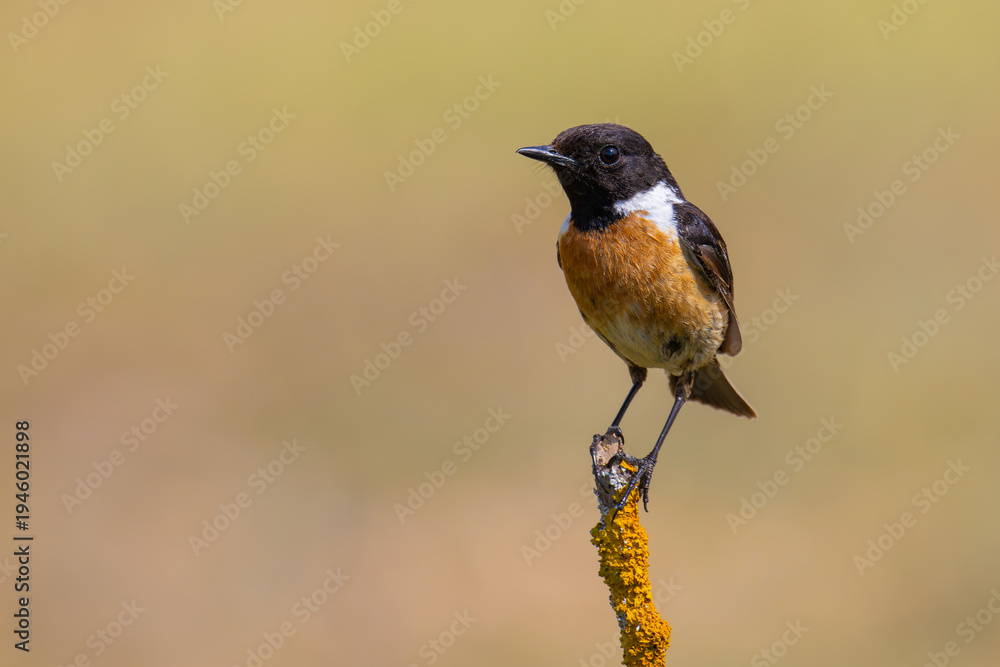 Fototapeta premium European Stonechat on a branch