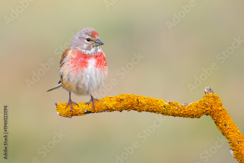 Photos Common Linnet on a branch
