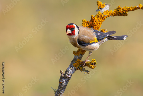 European Goldfinch on a branch