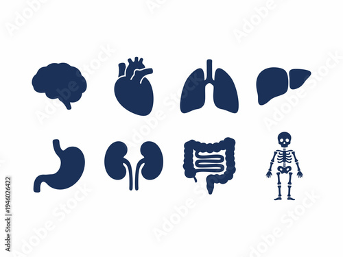 Set of human internal organs and anatomy silhouette icons isolated on white background
