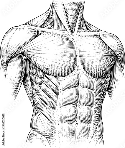 Victorian anatomical chest muscles engraving vintage medical illustration