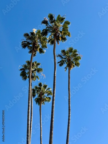 Beautiful iconic green palm trees isolated against a blue sky with copy space
