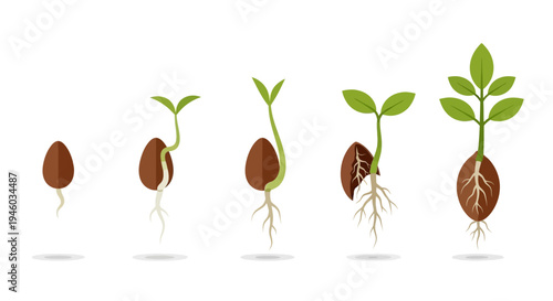 Seed Germination Stages: From Seed to Plant Growth Cycle Isolated
