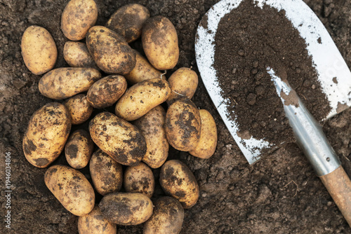 Organic yellow potato harvest close up. Freshly harvested dirty potatoes with shovel on brown soil ground in farm garden. Harvesting vegetables
