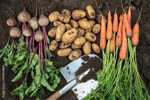 Autumn harvest of fresh raw carrot, beetroot and potato on soil ground with shovel in garden, top view, close up. Organic dirty vegetables background texture, harvesting